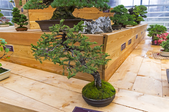 Bonsai tree  - Sakhalin spruce