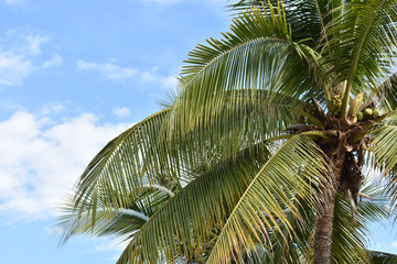 Obraz premium Palmeras