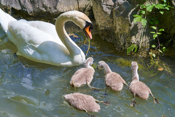 Schwan Famielie im Wasser