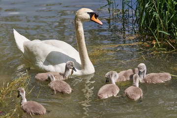 Schwan Famielie im Wasser