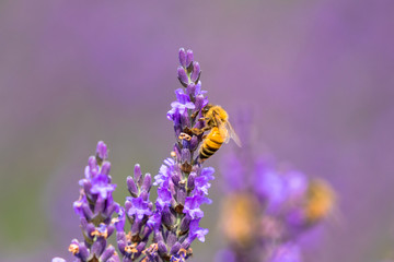 lavender and bee / Sakura lavender land in Sakura city, Chiba prefecture, Japan