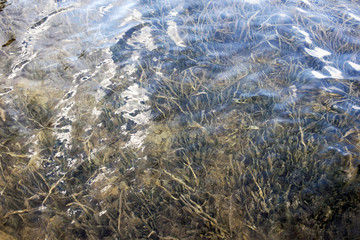 A view of a crystal clear sea and green seen underwater