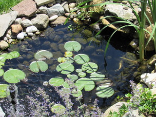 A Koi fish pond with lily pads and colorful fish swimming underneath 