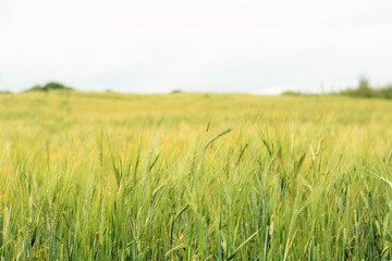 green ears of barley in the field, selective focus in the foreground, close-up abstract background