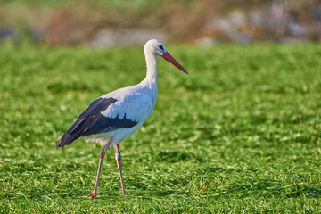 Storch im Feld auf Futter suche