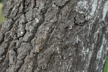 bark