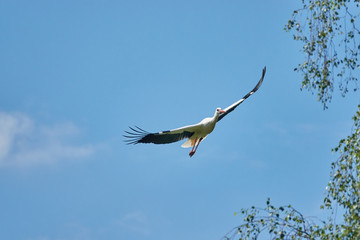 Storch im Flug auf Futter suche