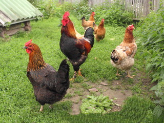 Portrait of a rooster with a red crest close-up in summer against a motley hen in the background and green grass