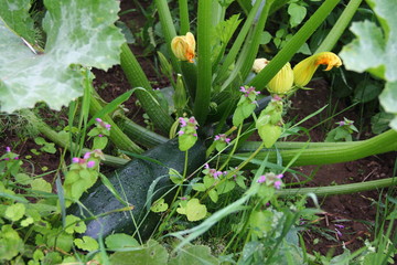 Ripe zucchini in the garden on a background of yellow flowers and green leaves – the farm, gardening in the summer