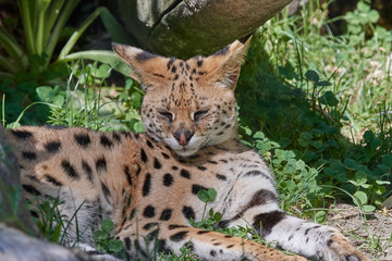 Wildkatze Afrika