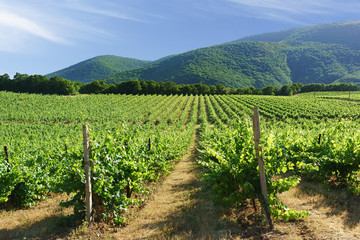 Fototapeta na wymiar Rows of vineyards on the background of mountain slopes near the village of Abrau-Durso, Novorossiysk