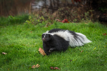 Striped Skunk (Mephitis mephitis) Steps Forward