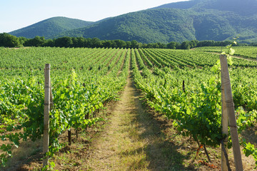 Fototapeta na wymiar Leaving into the distance rows of vineyards on the background of mountain slopes near the village of Abrau-Durso, Novorossiysk