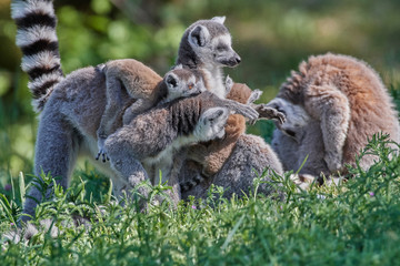 Lemuren Affen Familie aus Madagaskar