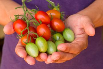 fresh natural organic tomatoes on a branch in man's hands