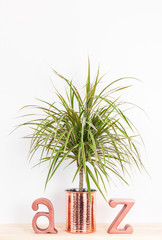 Fototapeta premium Tropical houseplants A to Z