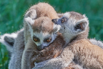 Lemuren Affen Familie aus Madagaskar