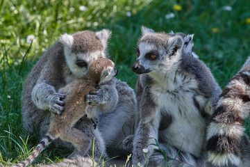 Lemuren Affen Familie aus Madagaskar