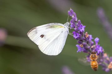 lavender with small white / Sakura lavender land in Sakura city, Chiba prefecture, Japan