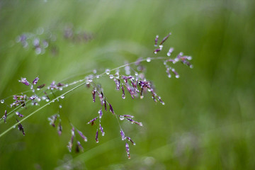 closeup of rain drops on a sprig of wild grass