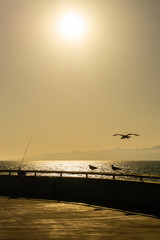 Seagulls in sunset light on a pier on the coast of California