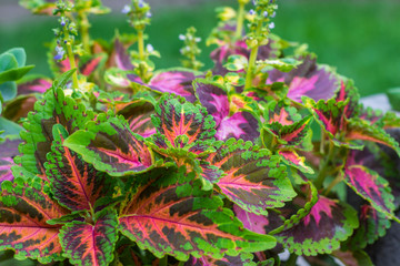 background of multi-colored leaves of Coleus coloblase against the background of other plants