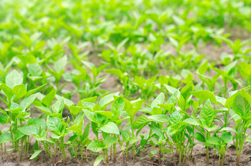 green pepper seedlings in the greenhouse, ready for transplant in the field, farming, agriculture, vegetables, eco-friendly agricultural products, agroindustry, closeup