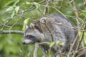 Waschbär