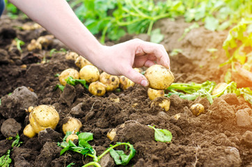 farmer holds in his hands a young yellow potatoes, harvesting, seasonal work in the field, fresh vegetables, agro-culture, farming, close-up, good harvest, detox, vegetarian food