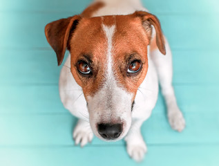 Close-up portrait of curious cute dog Jack russell sitting on green blue wooden floor and lookig upwards in to camera