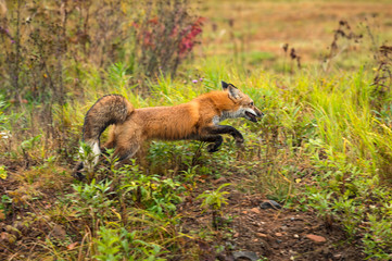 Naklejka na ściany i meble Red Fox (Vulpes vulpes) Bounds Right