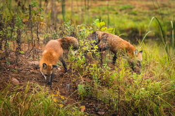 Red Foxes (Vulpes vulpes) Sniff About