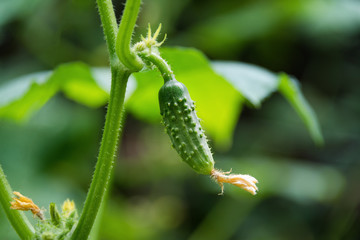 Cucumber growing in garden. The growth and blooming of greenhouse cucumbers. Good natural food grows. Organic foods background.