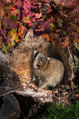 Raccoon (Procyon lotor) Looks Up Log
