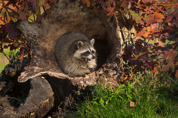 Raccoon (Procyon lotor)Mouth Open In Log