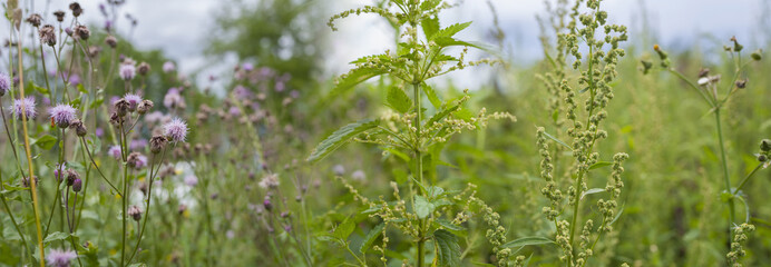 weeds - nettle, thistle, wormwood on a field close up - obrazy, fototapety, plakaty
