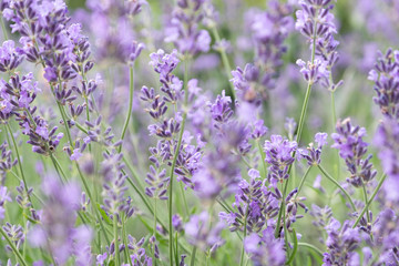 Naklejka premium Lavender flowers at sunlight
