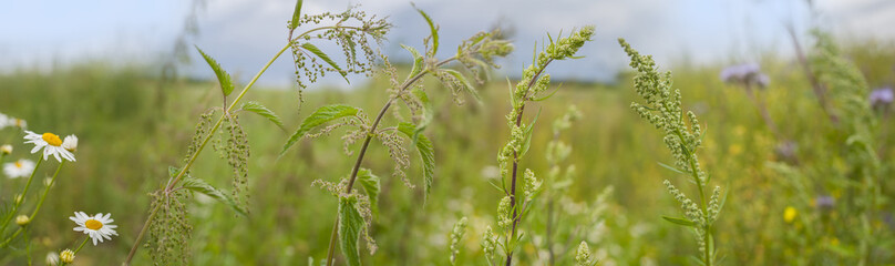 weeds - nettle, thistle, wormwood on a field close up
