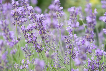 Lavender flowers at sunlight