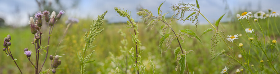 weeds - nettle, thistle, wormwood on a field close up