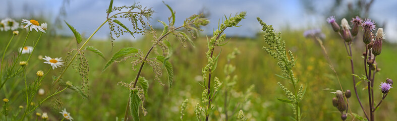 weeds - nettle, thistle, wormwood on a field close up