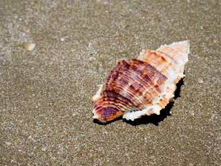 Shells on the sand on the beach.