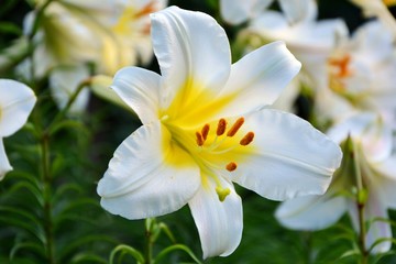 Huge gorgeous white Lily in the garden close up.