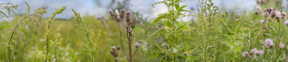 weeds - nettle, thistle, wormwood on a field close up