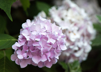 Pink Hydrangeas - More in Background