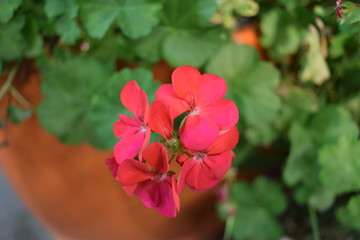 red flowers