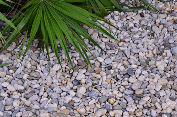 green plant leaves against white smooth round cabins, summer, spring, background