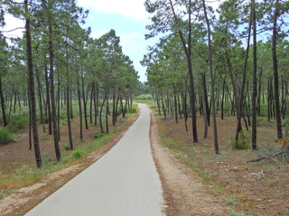 Fototapeta na wymiar Grove of Pines in Vila Real de Santo António, Algarve, Portugal, Europe