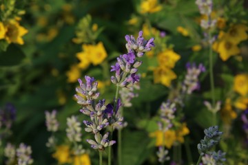 Lavendel in der Abendsonne