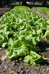Green organic lettuce plantation